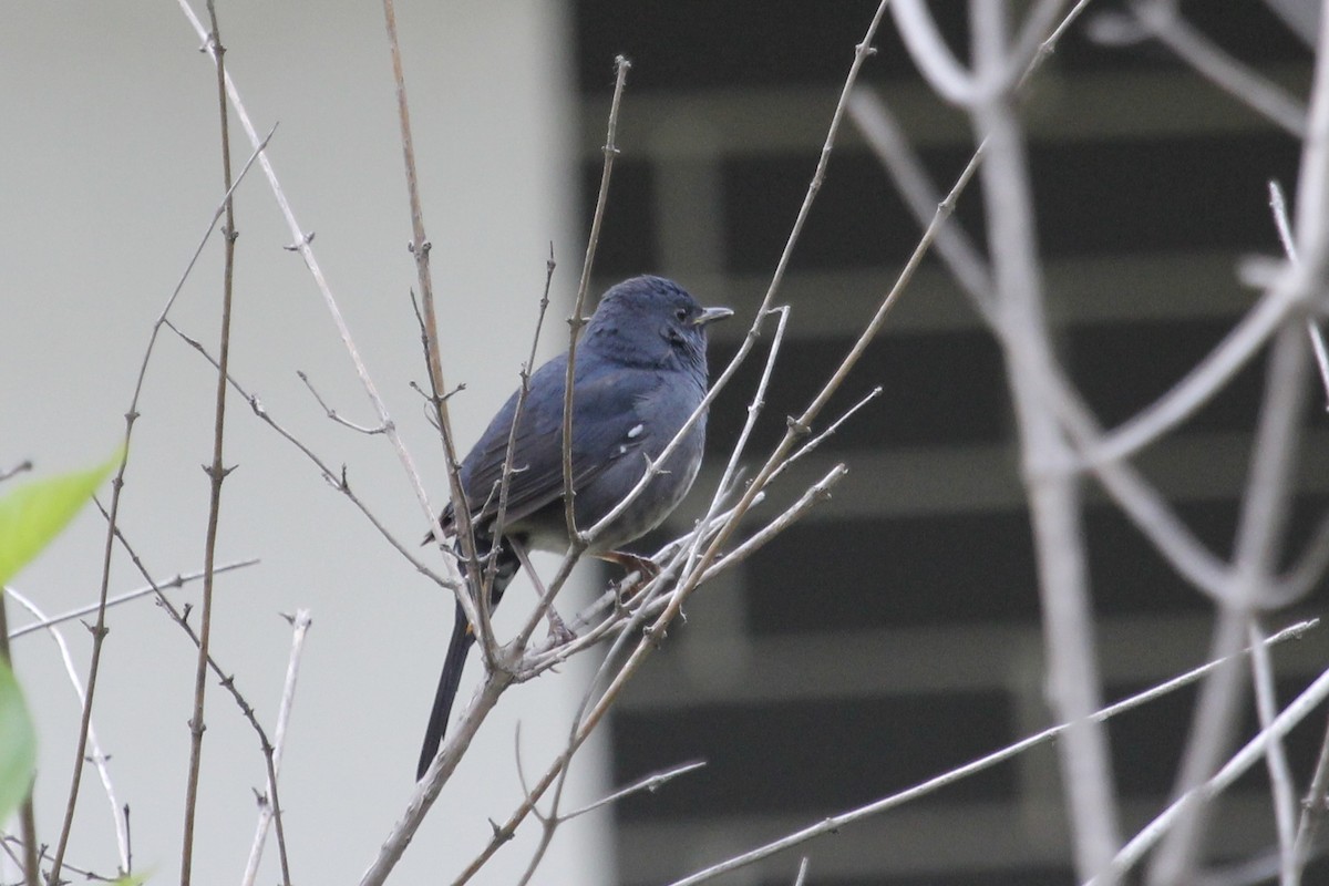 White-bellied Redstart - ML643971094