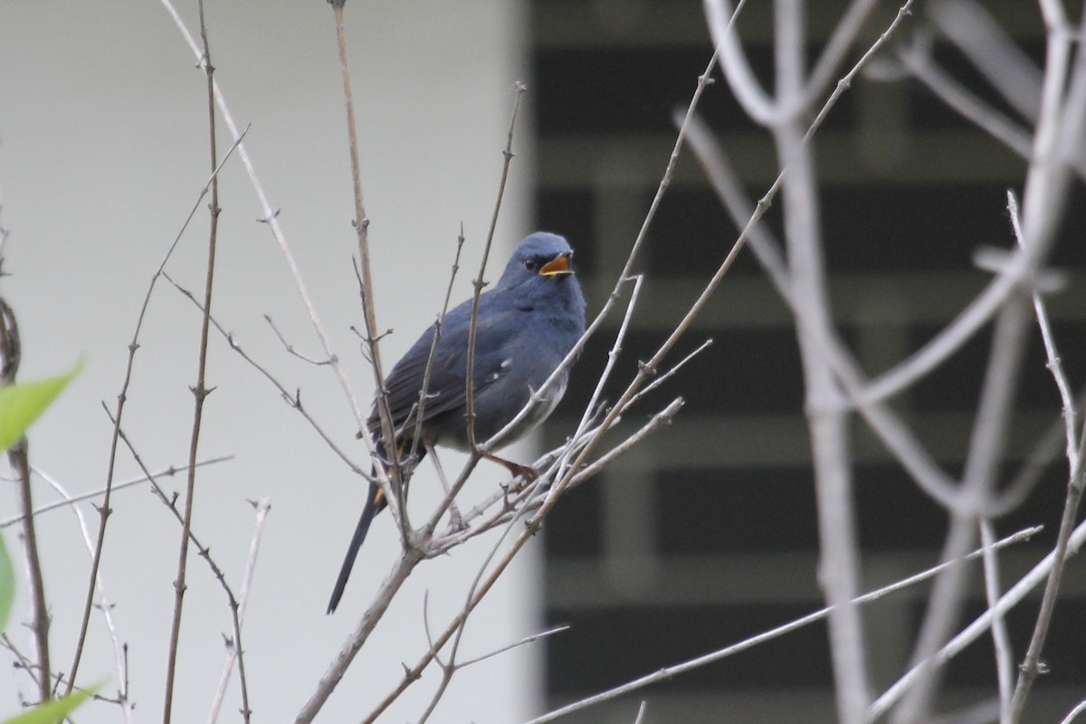 White-bellied Redstart - ML643971096