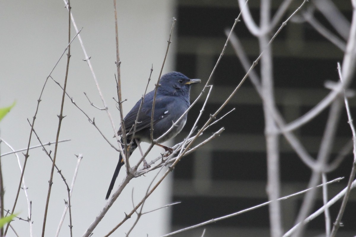 White-bellied Redstart - ML643971097