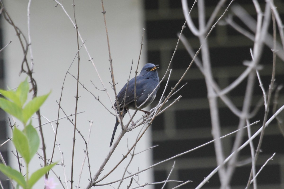 White-bellied Redstart - ML643971099