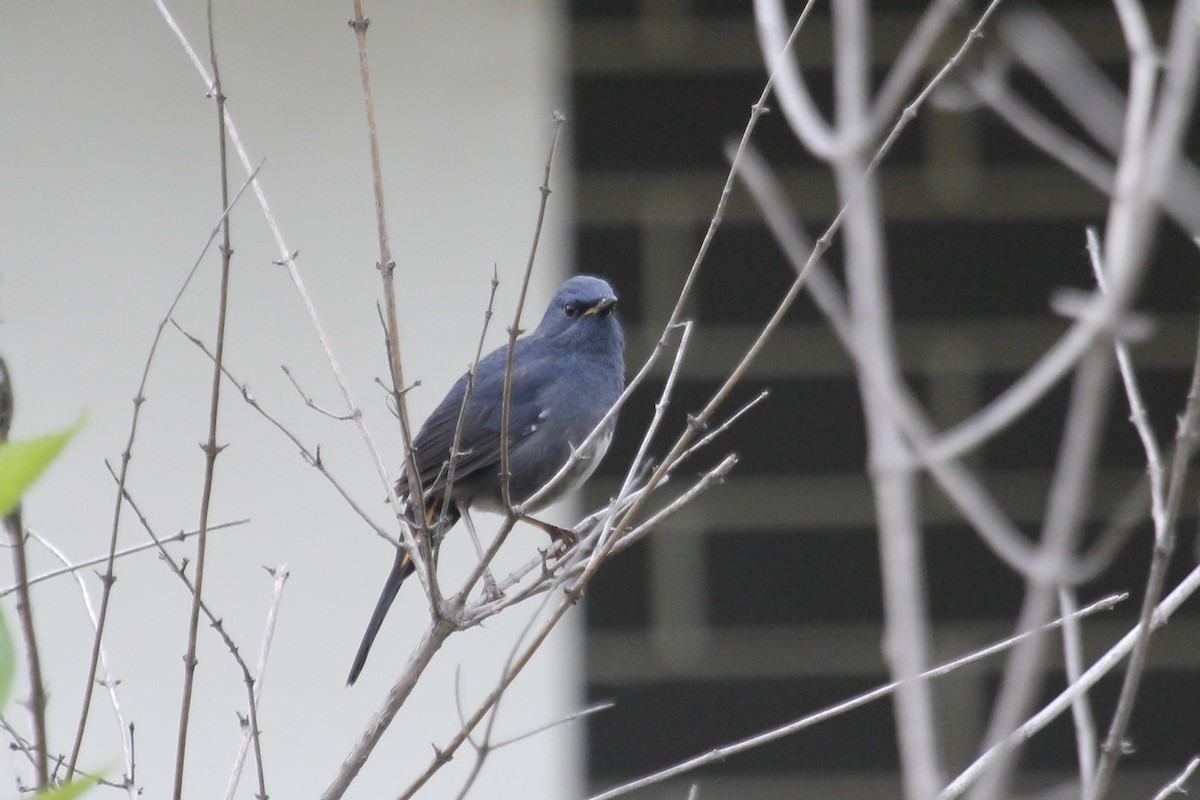 White-bellied Redstart - ML643971100