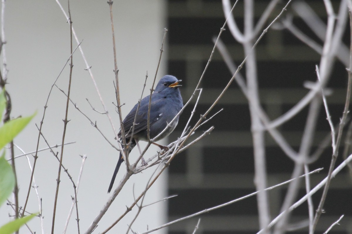 White-bellied Redstart - ML643971102