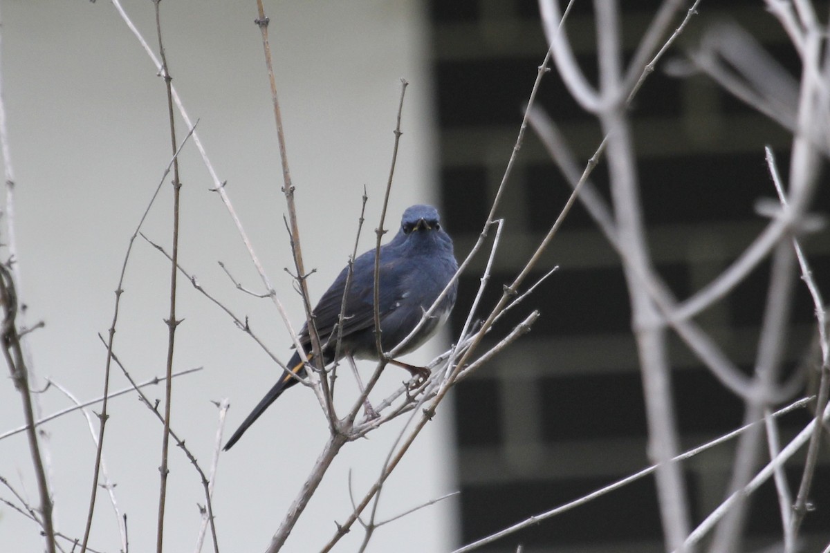 White-bellied Redstart - ML643971103