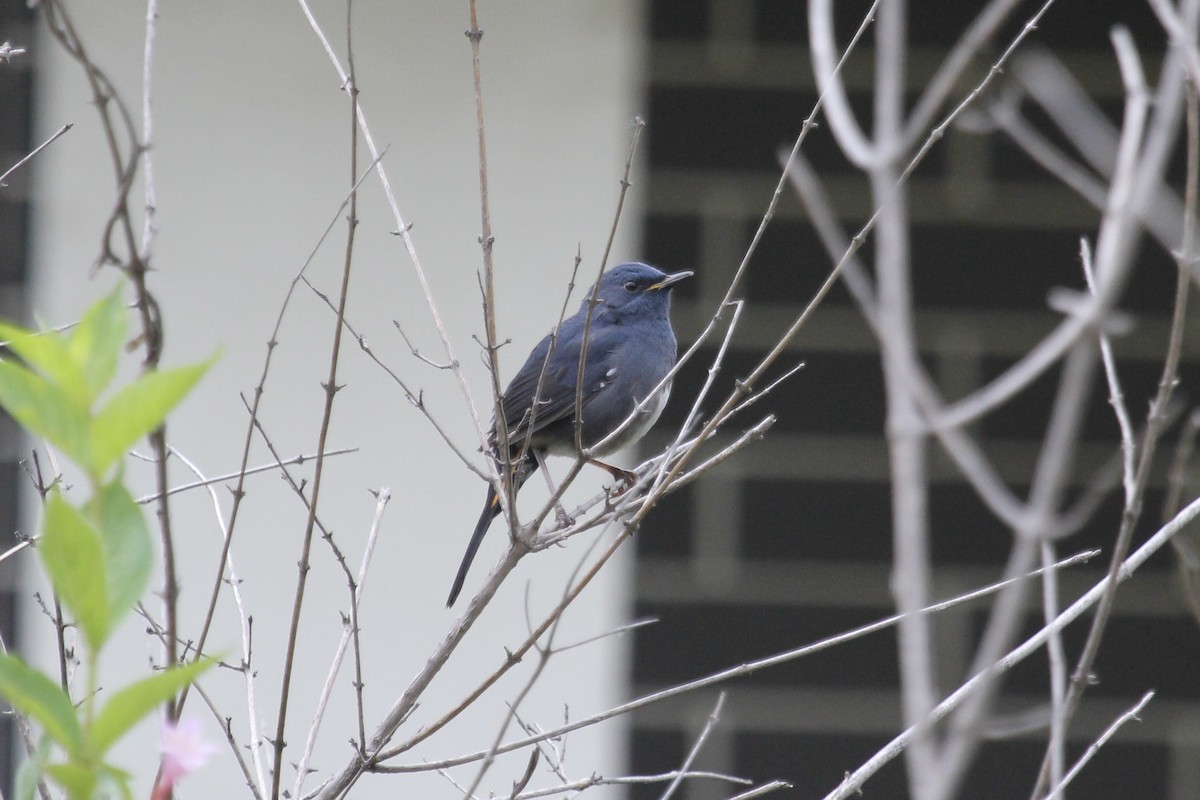White-bellied Redstart - ML643971104