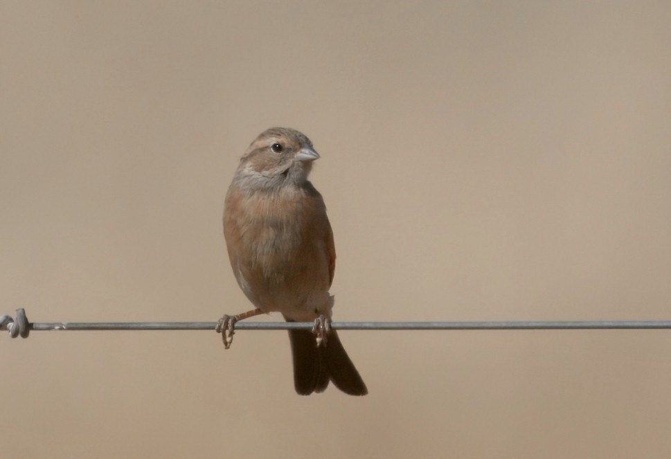Lark-like Bunting - ML643971110