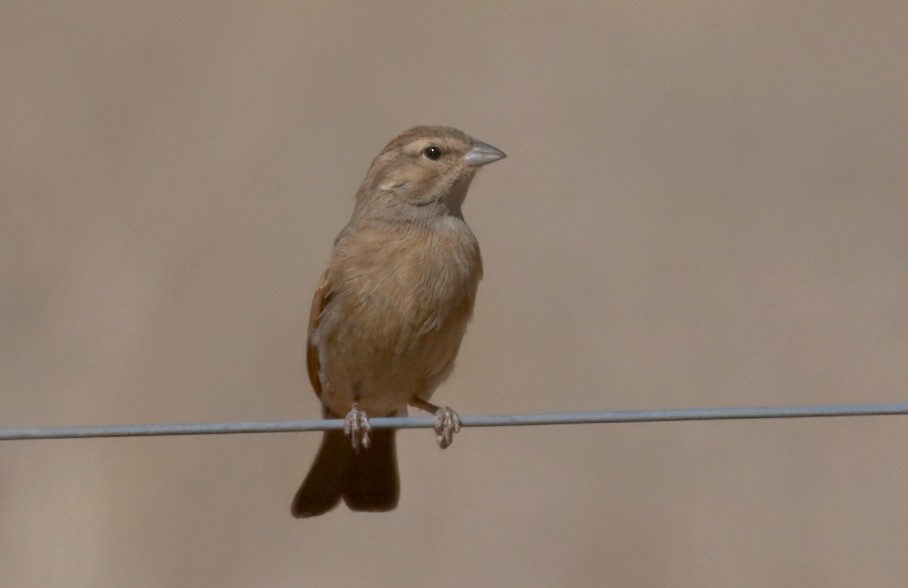 Lark-like Bunting - ML643971111