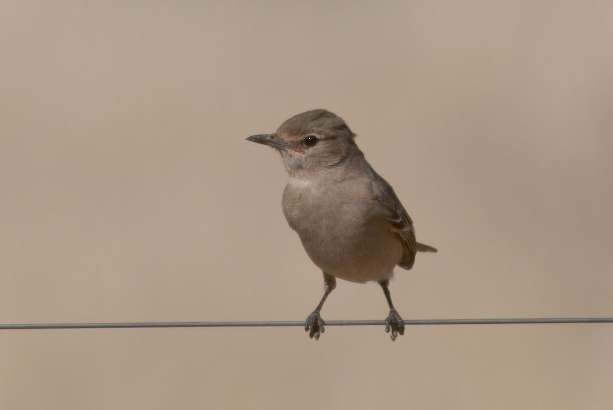 Chat Flycatcher - ML643971114