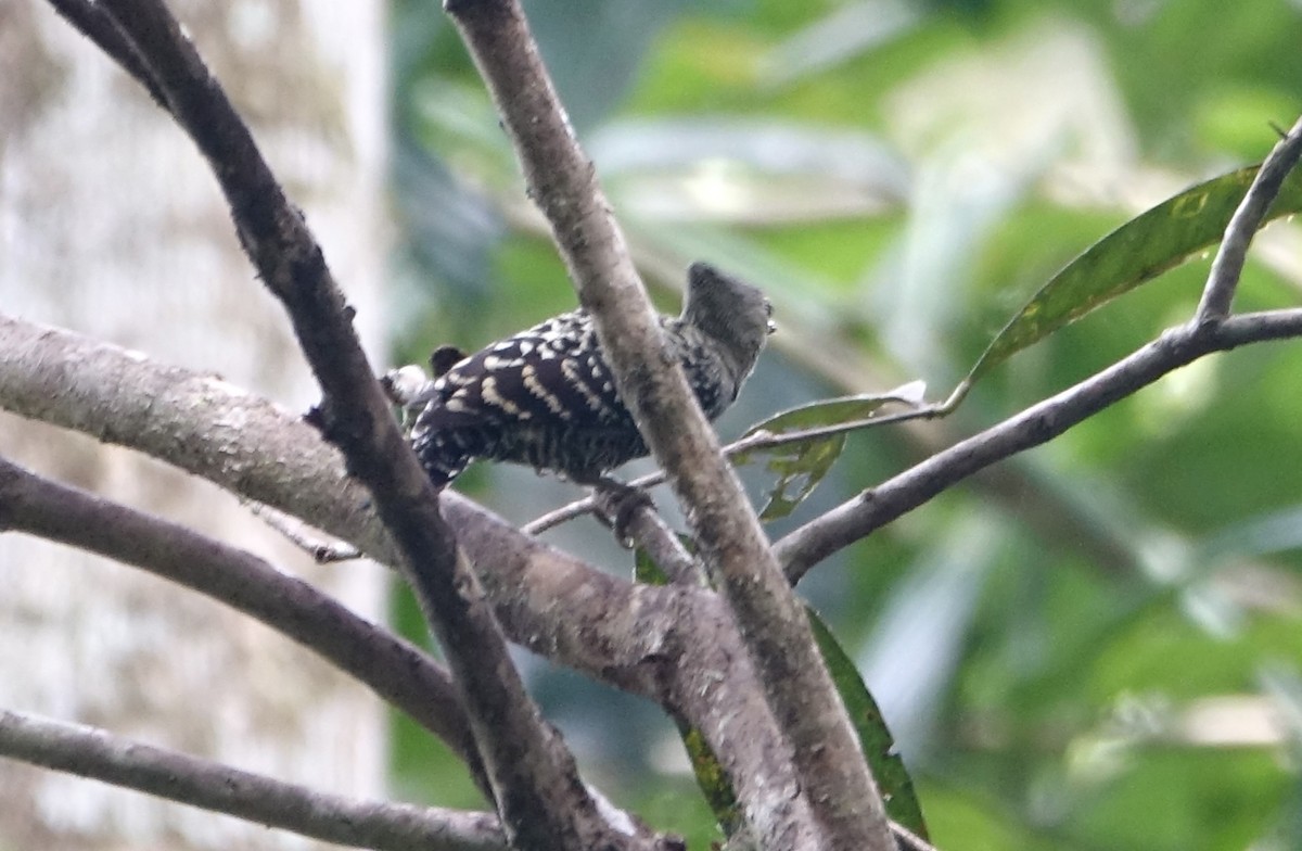 Buff-rumped Woodpecker - ML643971120