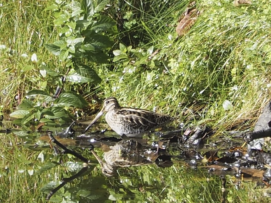 Wilson's Snipe - ML643971124