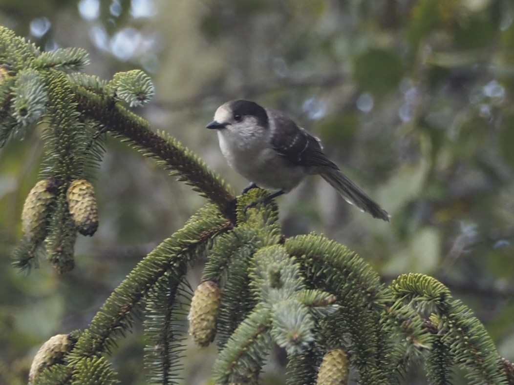 Canada Jay (Pacific) - ML643971125