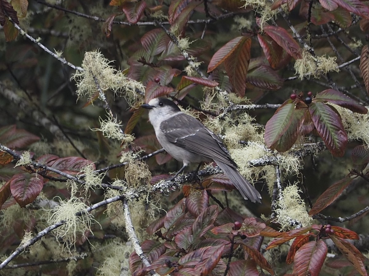 Canada Jay (Pacific) - ML643971126