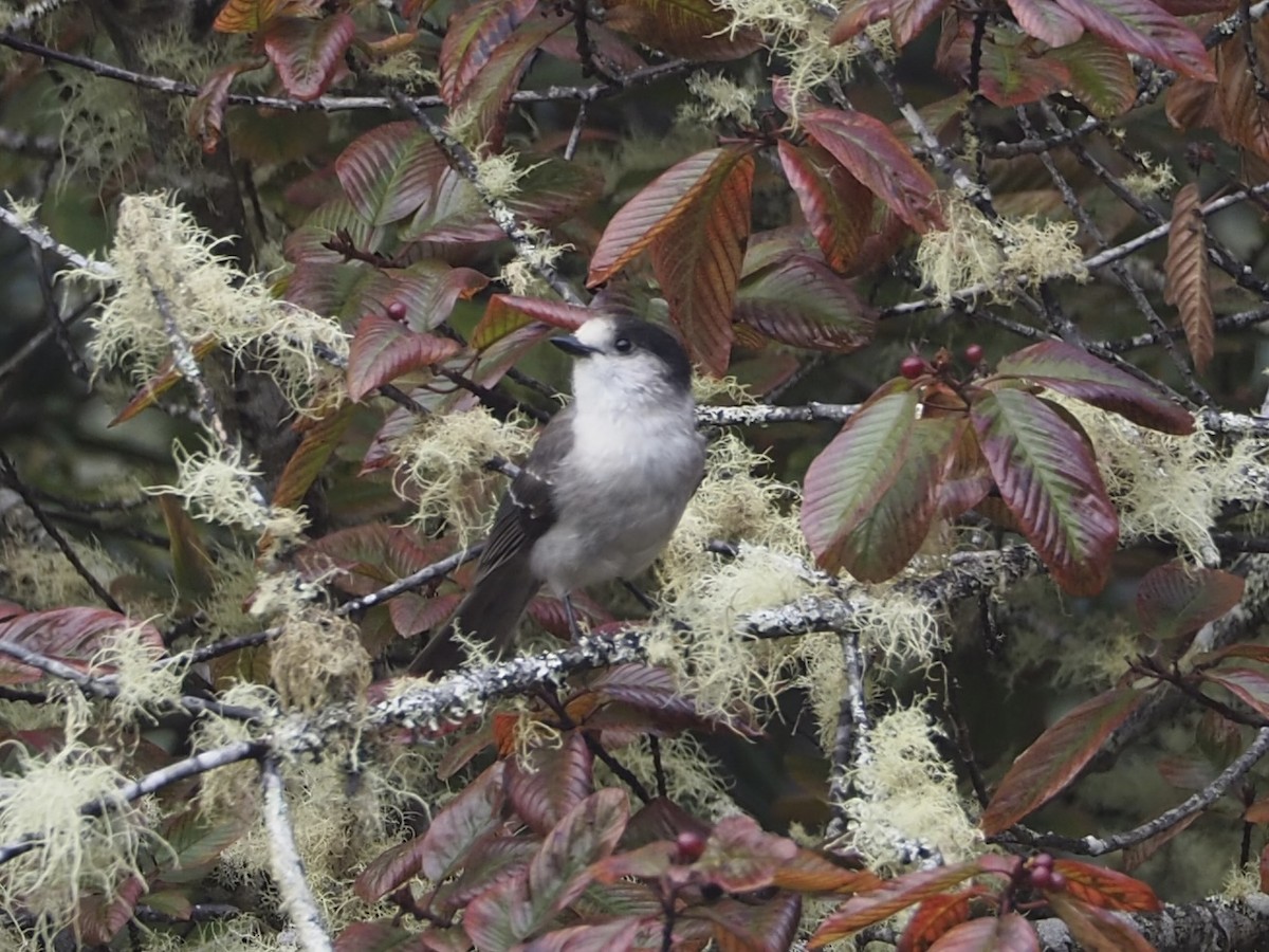 Canada Jay (Pacific) - ML643971127
