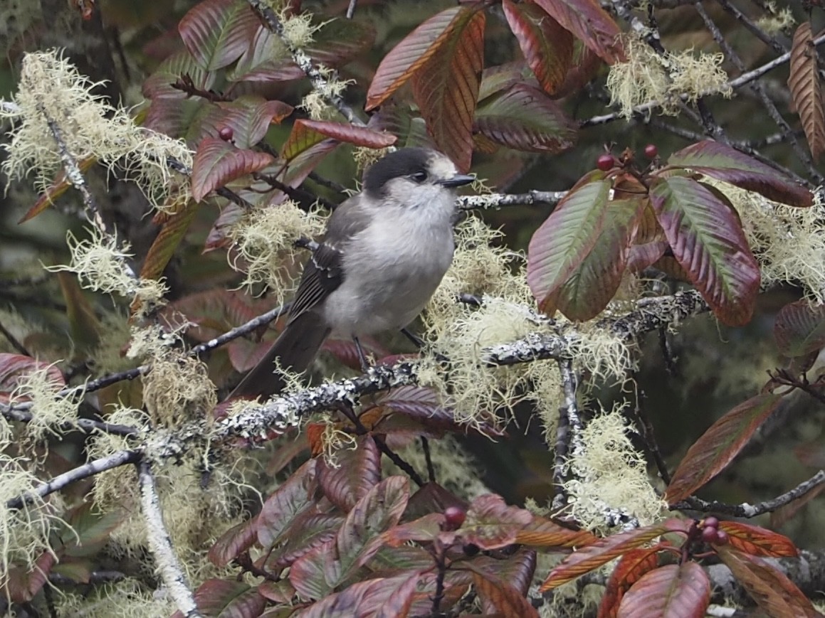 Canada Jay (Pacific) - ML643971128