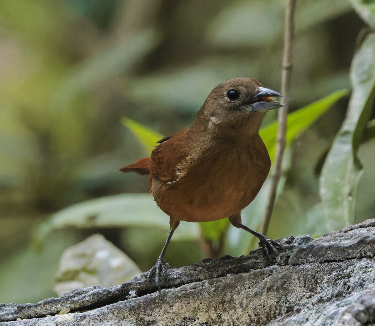 Ruby-crowned Tanager - ML643971141
