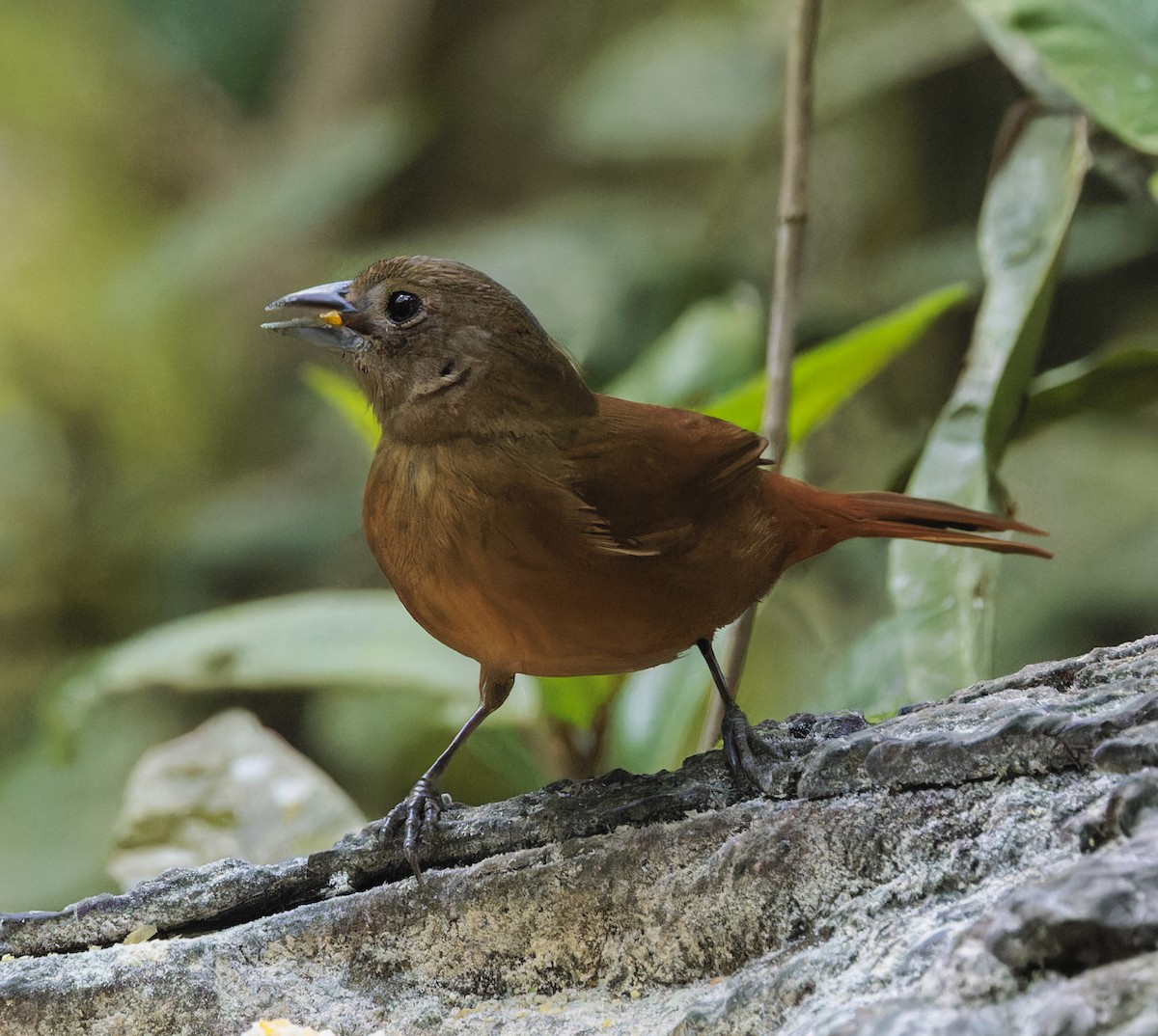 Ruby-crowned Tanager - ML643971142
