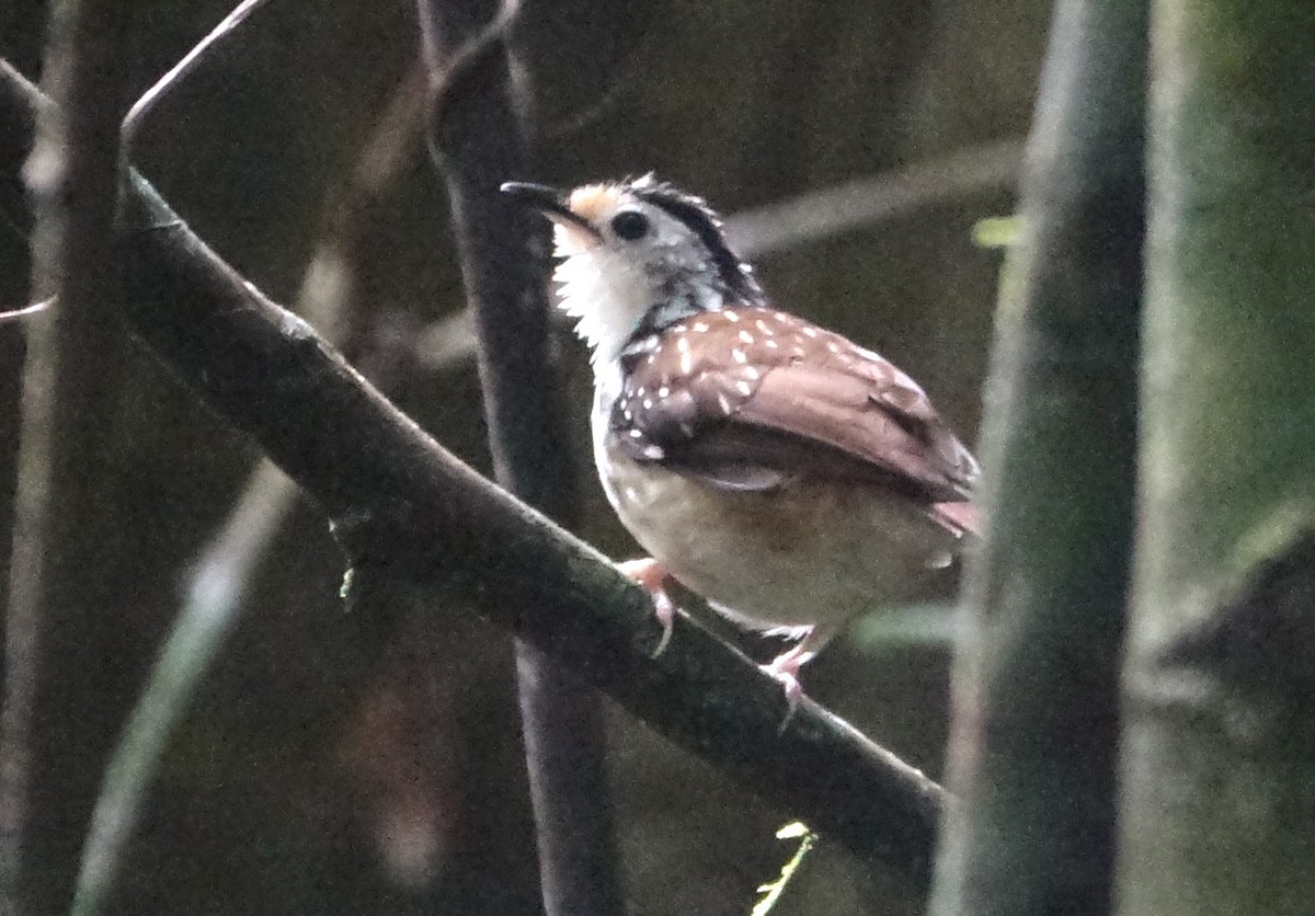 Ratina Estriada - ML643971145