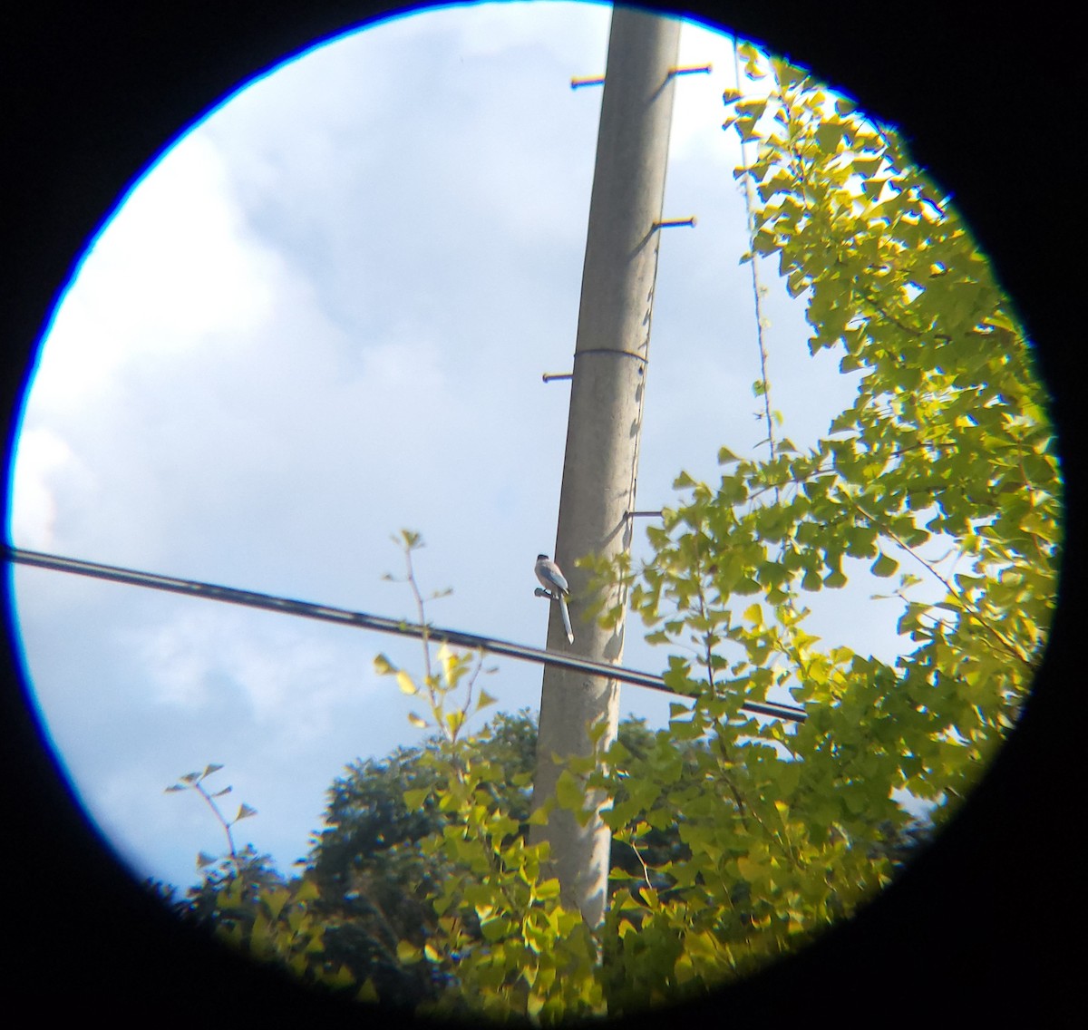 Mavi Saksağan - ML643971167