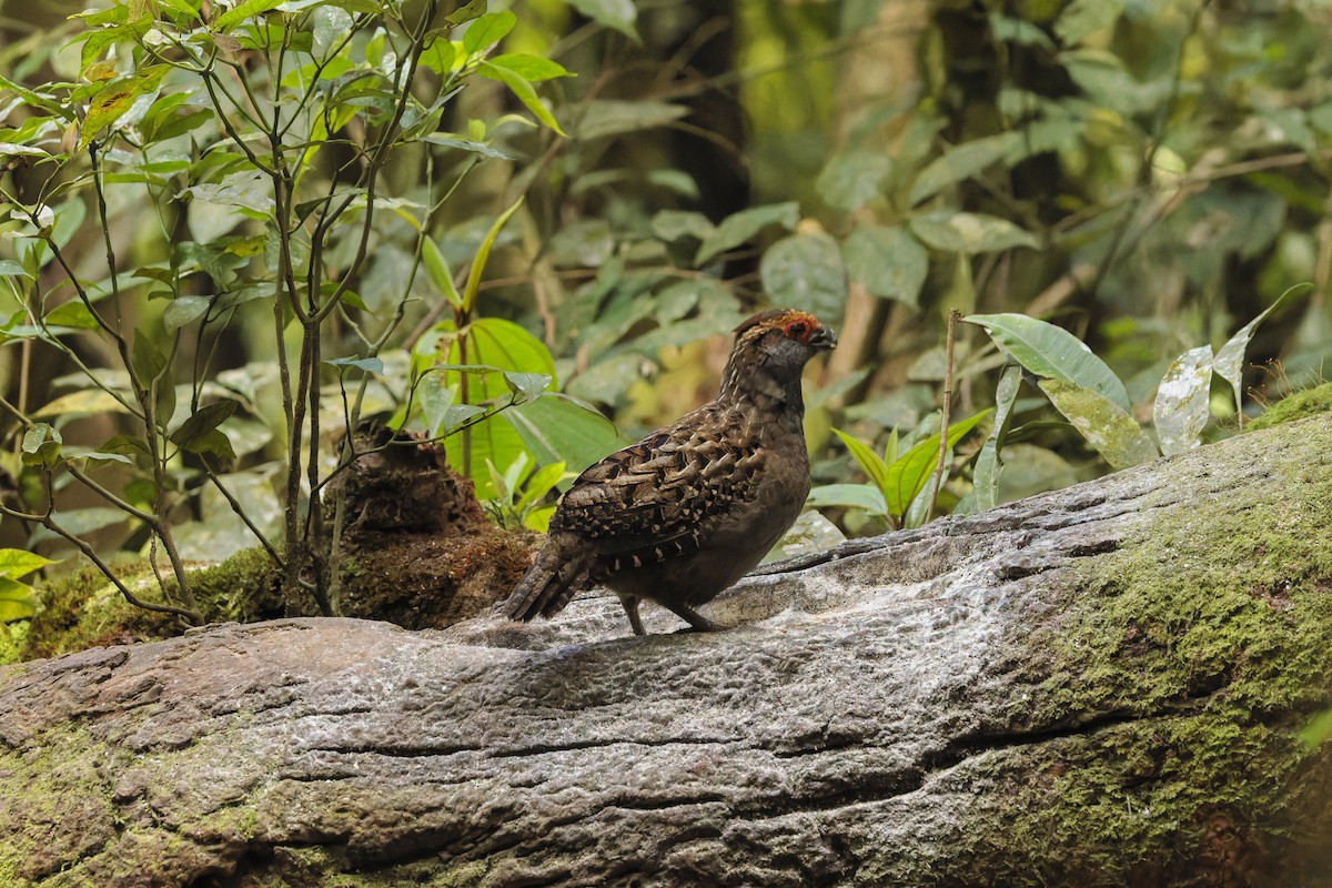 Spot-winged Wood-Quail - ML643971168