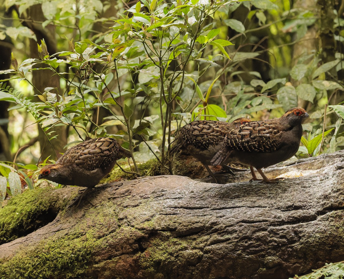 Spot-winged Wood-Quail - ML643971169