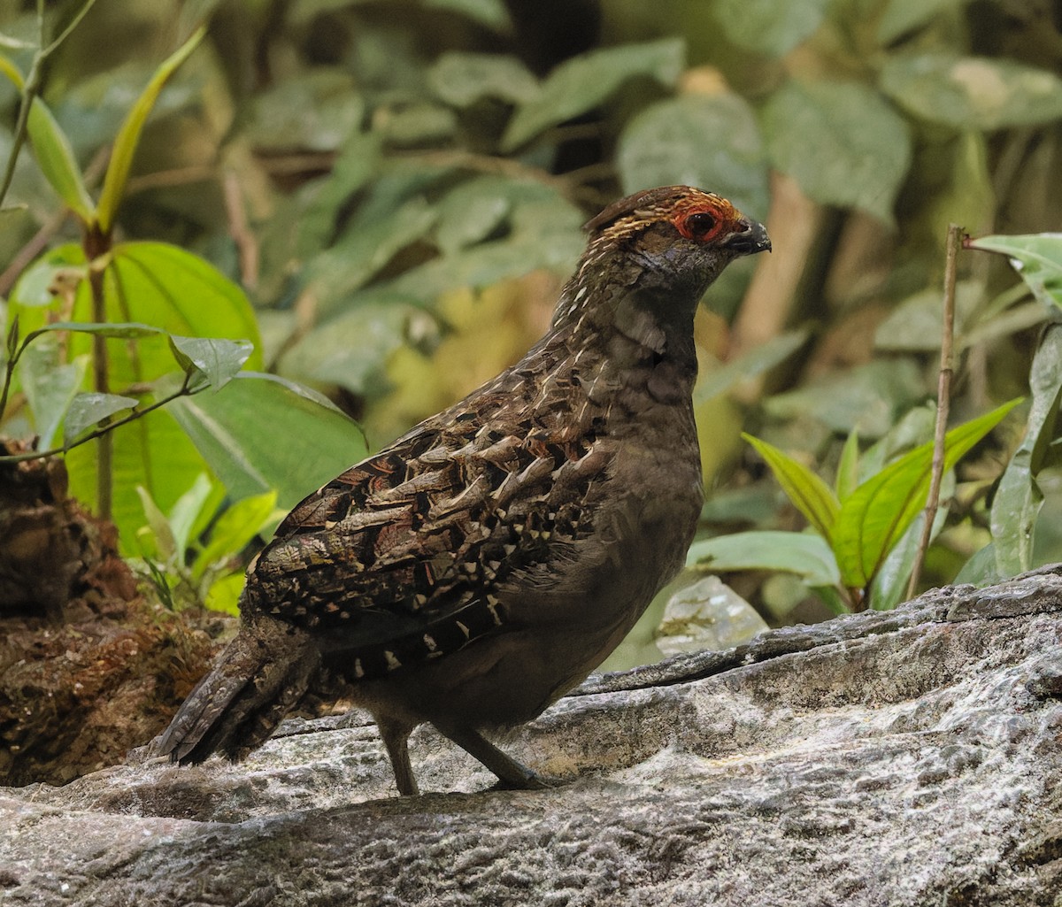Spot-winged Wood-Quail - ML643971170