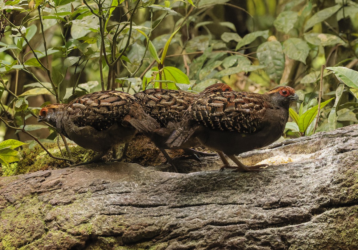 Spot-winged Wood-Quail - ML643971171