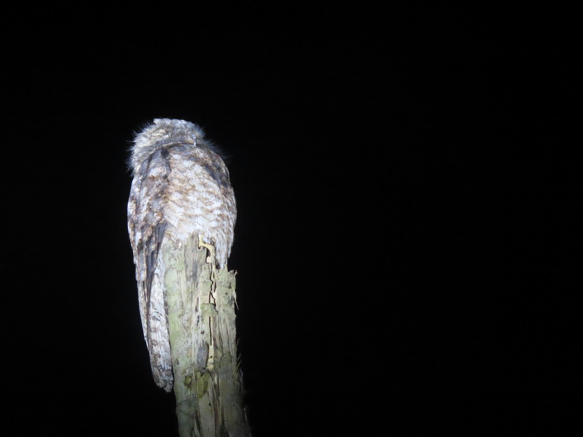 Great Potoo - ML643971197