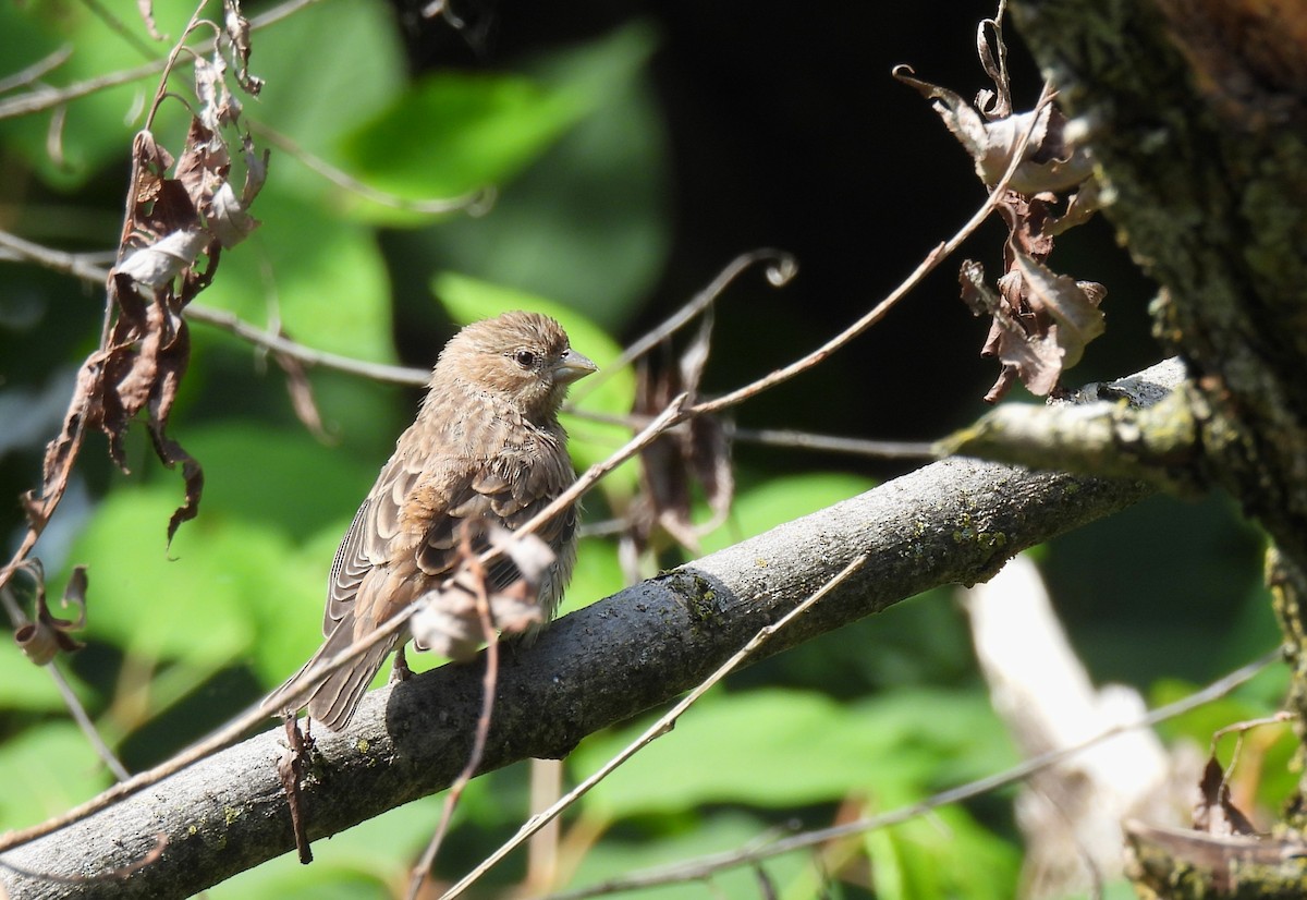 House Finch - ML643971198
