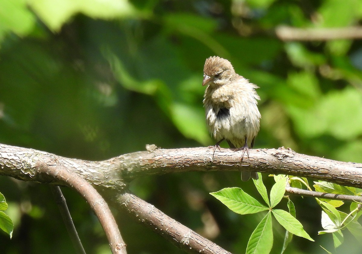 House Finch - ML643971199