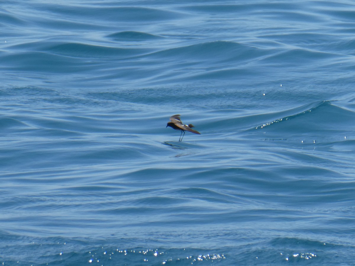 Elliot's Storm-Petrel - ML643971209