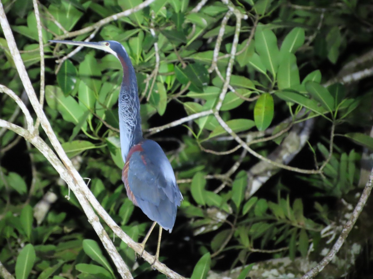 Agami Heron - ML643971214