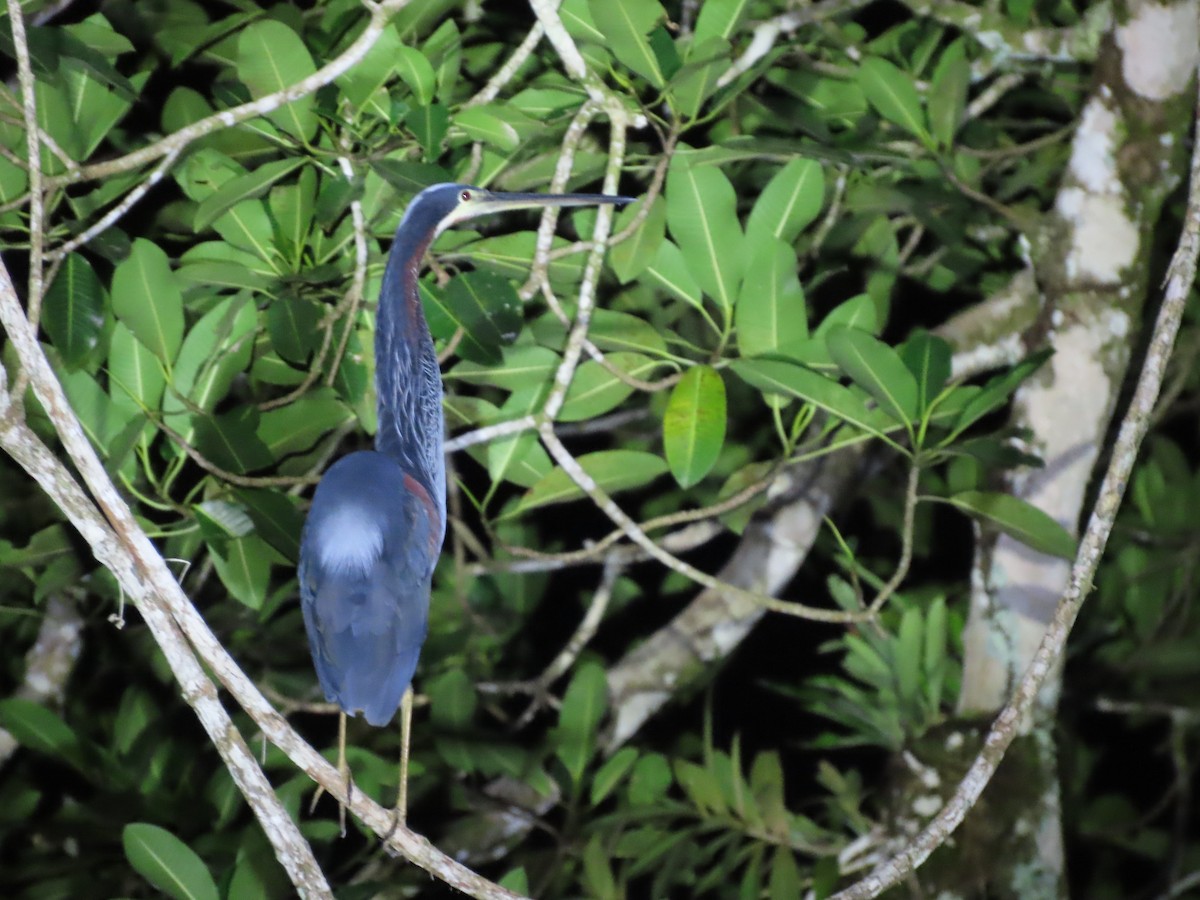 Agami Heron - ML643971216