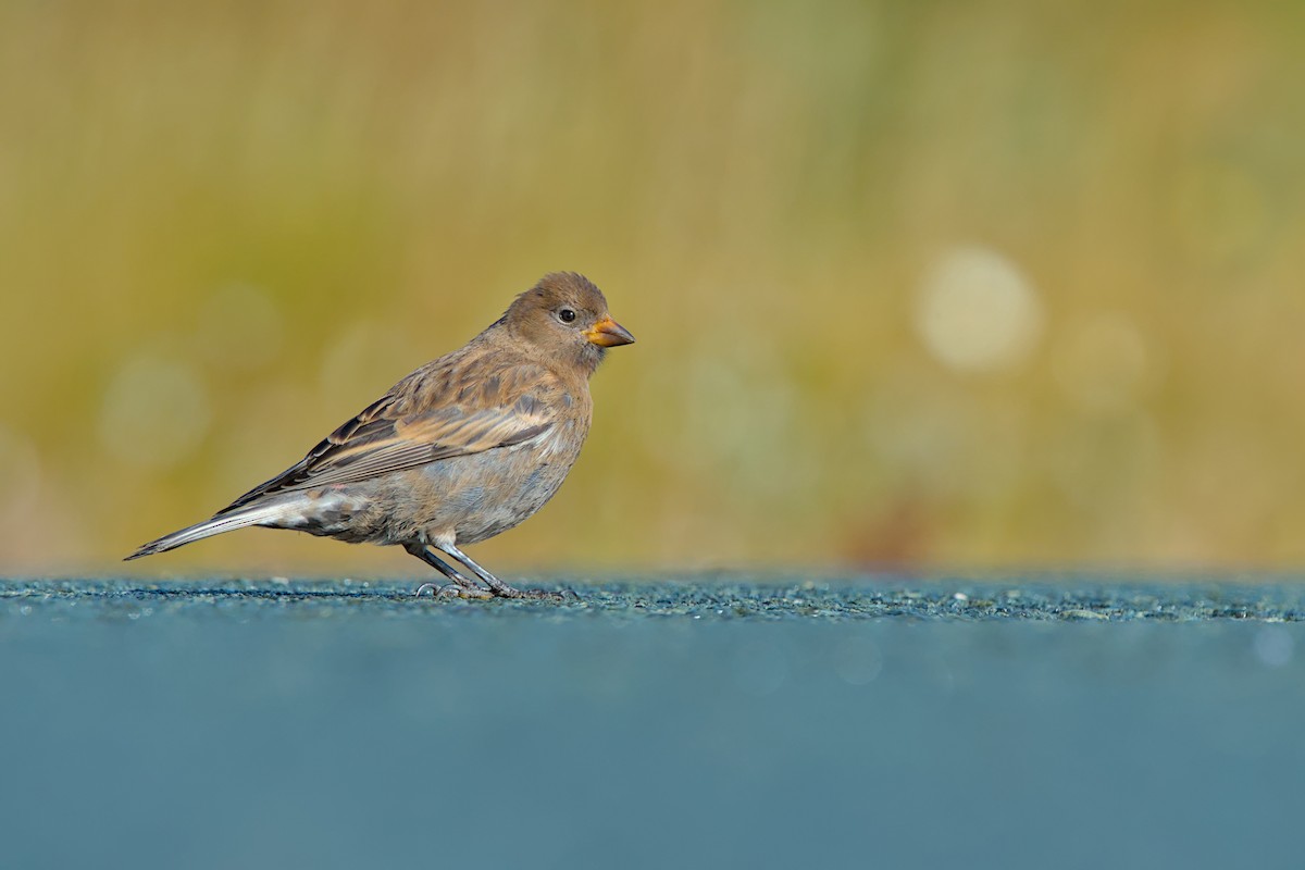 Gray-crowned Rosy-Finch (Aleutian and Kodiak Is.) - ML643971218