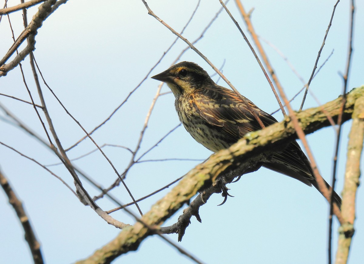 Red-winged Blackbird - ML643971221