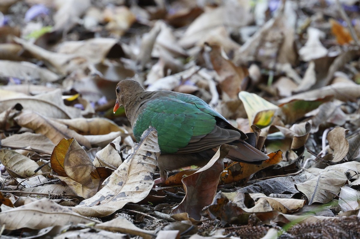 Pacific Emerald Dove - ML643971227