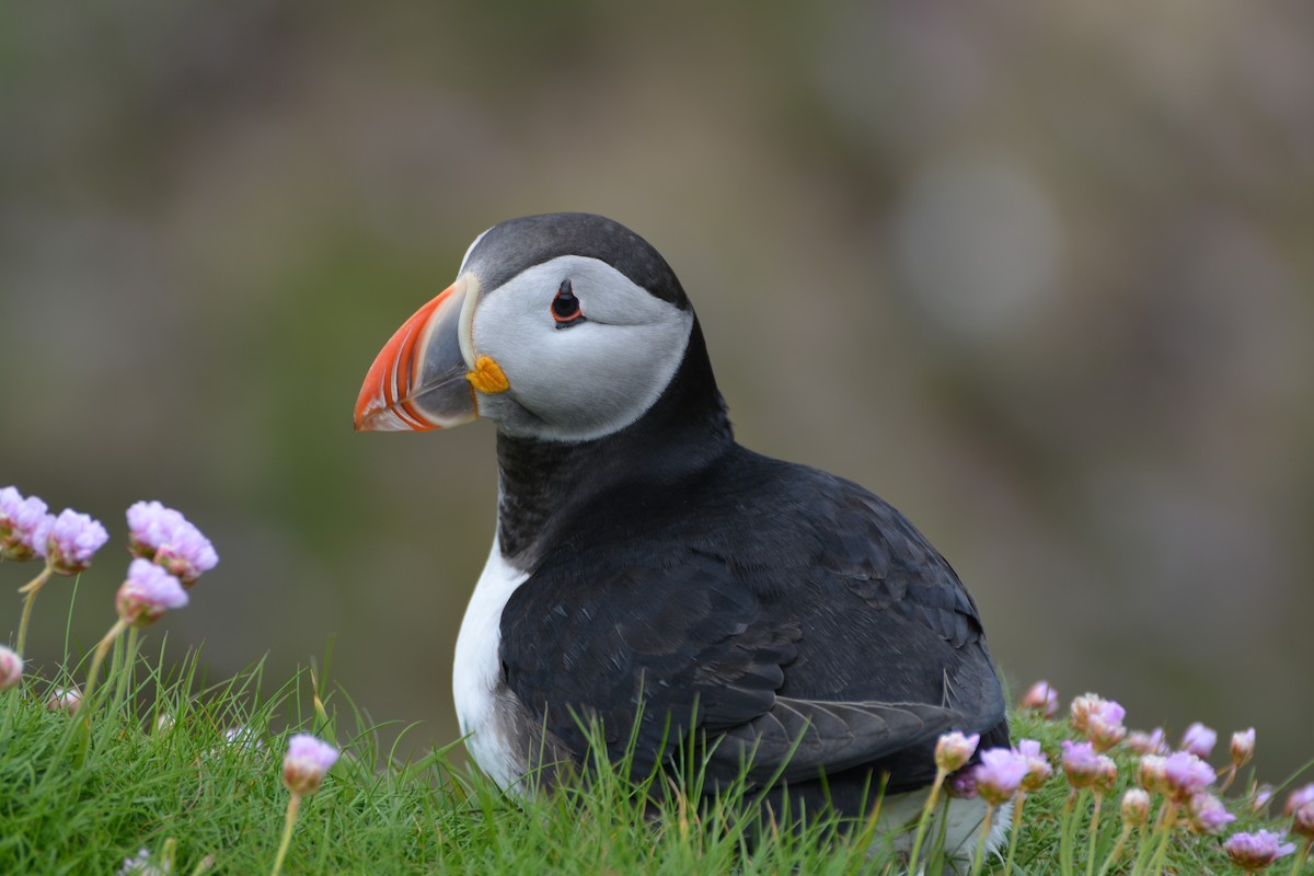 Atlantic Puffin - ML643971228