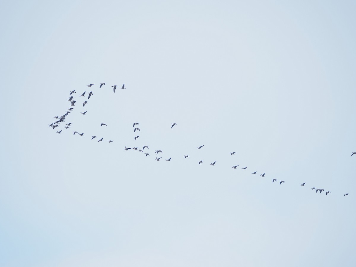 Cackling Goose - ML643971234