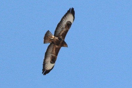 Buse variable (vulpinus/menetriesi) - ML643971235