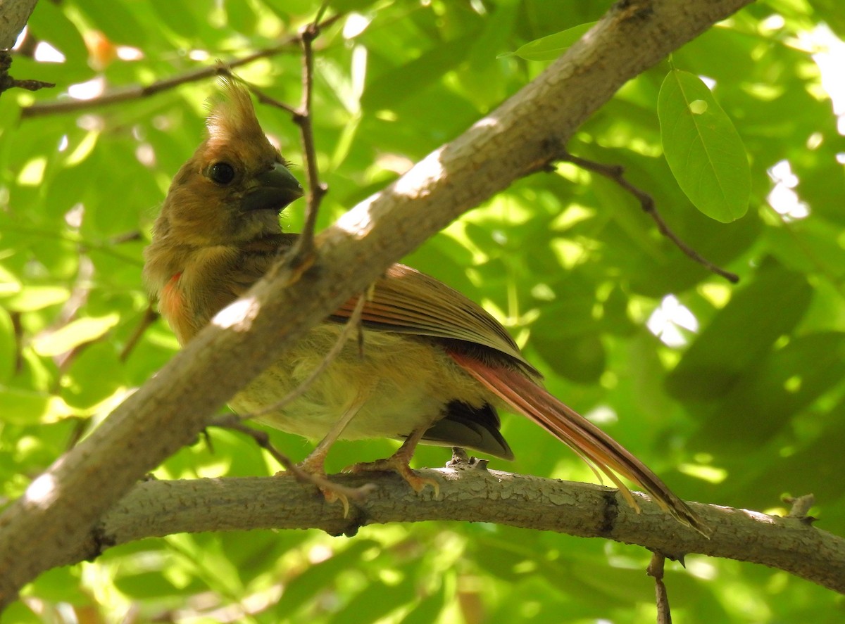 Northern Cardinal - ML643971243
