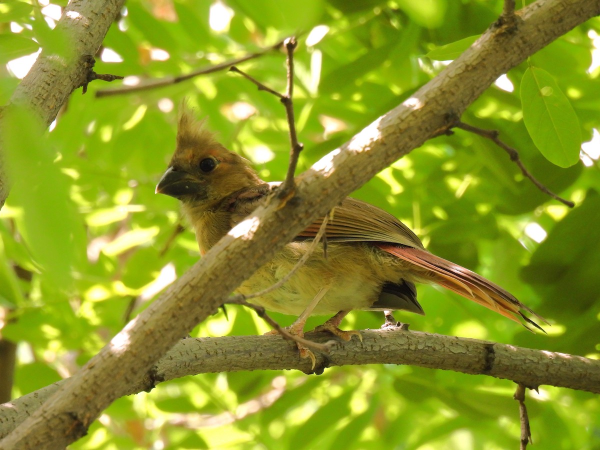 Northern Cardinal - ML643971244
