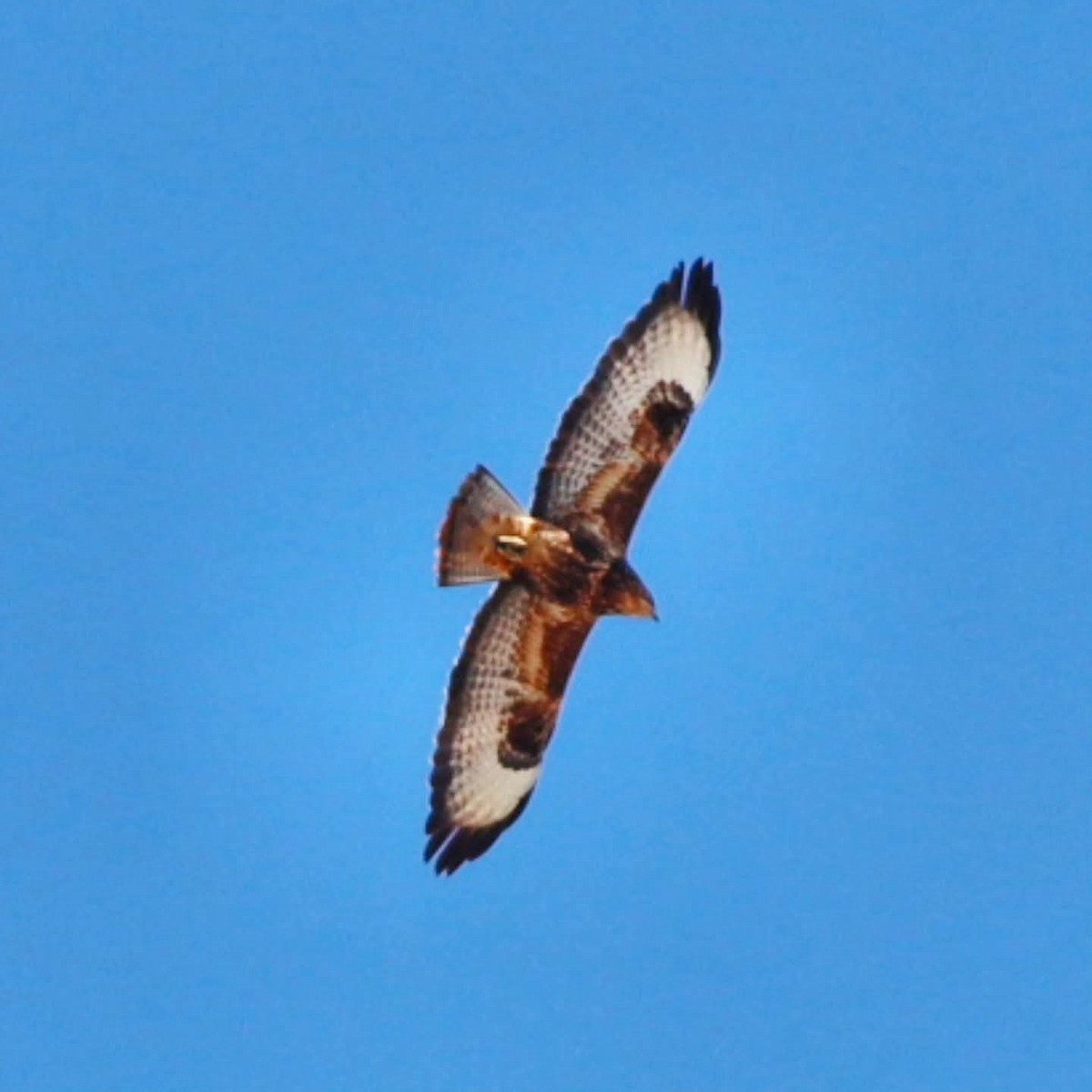 Buse variable - ML643971246