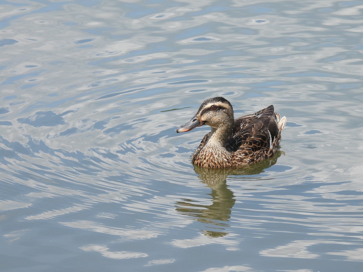 Mallard (Domestic type) - ML643971250