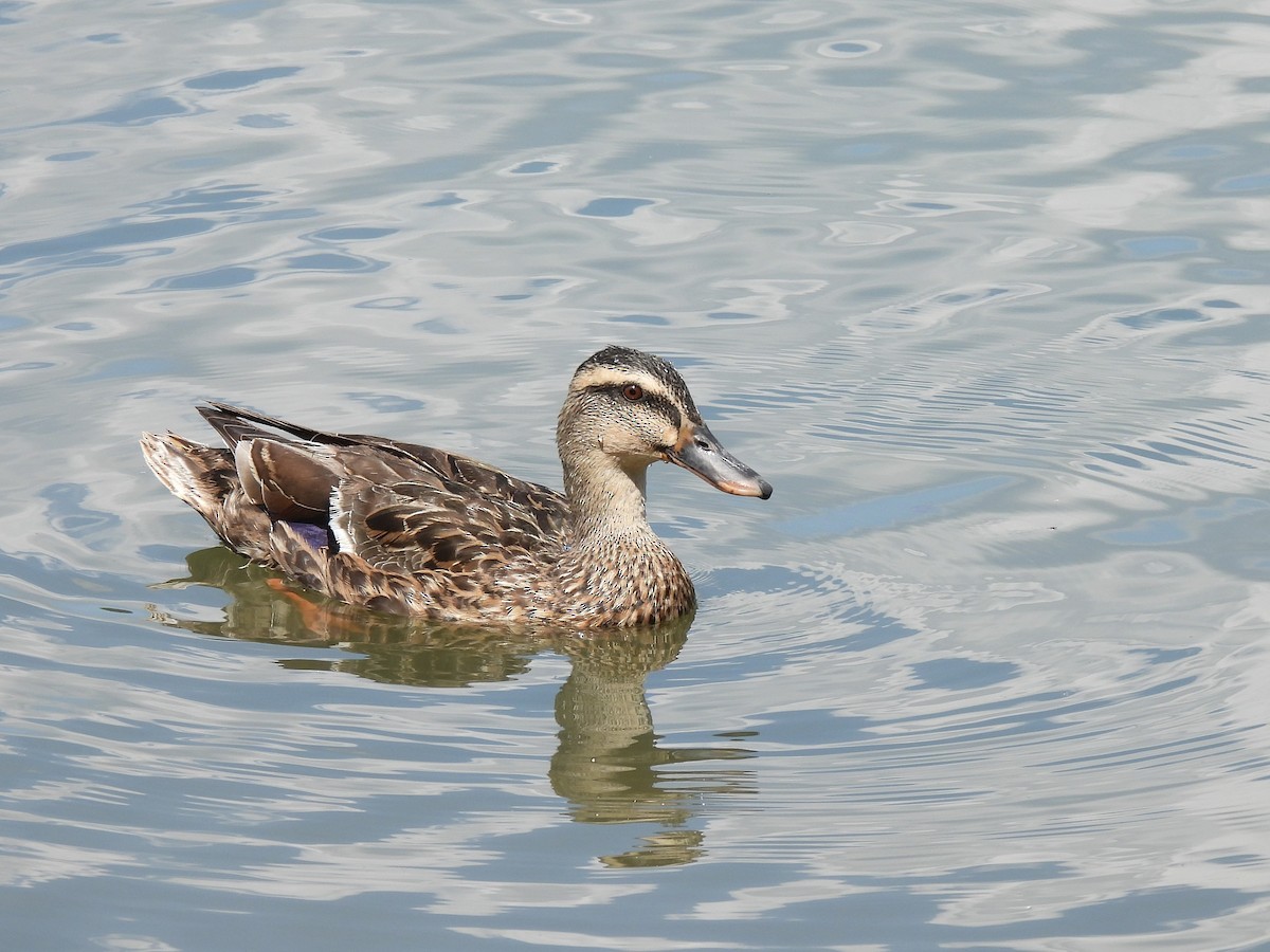 Mallard (Domestic type) - ML643971251