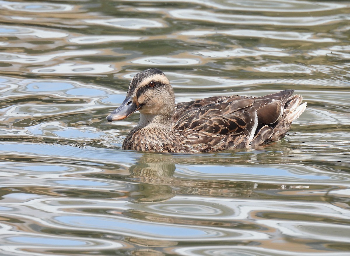 Mallard (Domestic type) - ML643971252