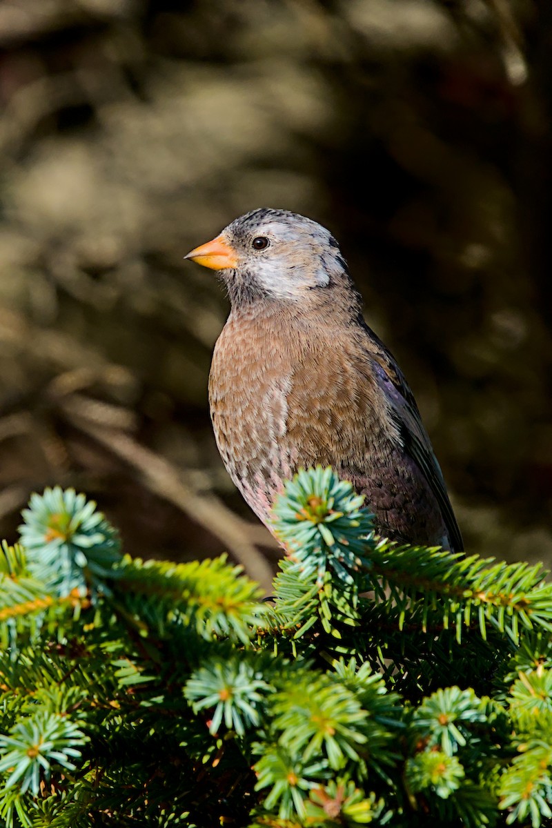 Gray-crowned Rosy-Finch (Aleutian and Kodiak Is.) - ML643971253