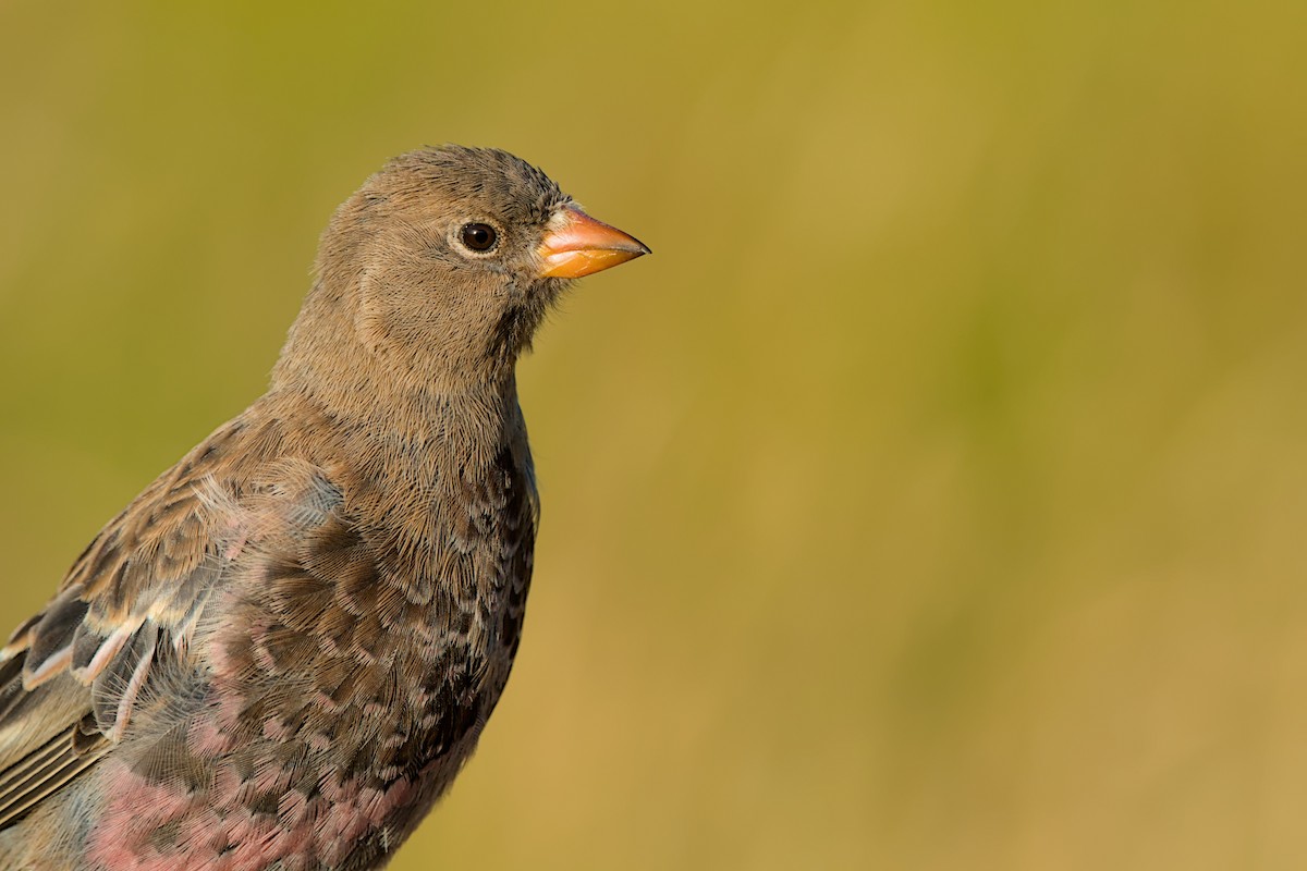 Gray-crowned Rosy-Finch (Aleutian and Kodiak Is.) - ML643971254