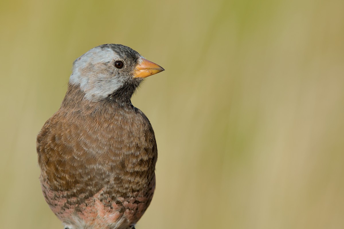 Gray-crowned Rosy-Finch (Aleutian and Kodiak Is.) - ML643971256