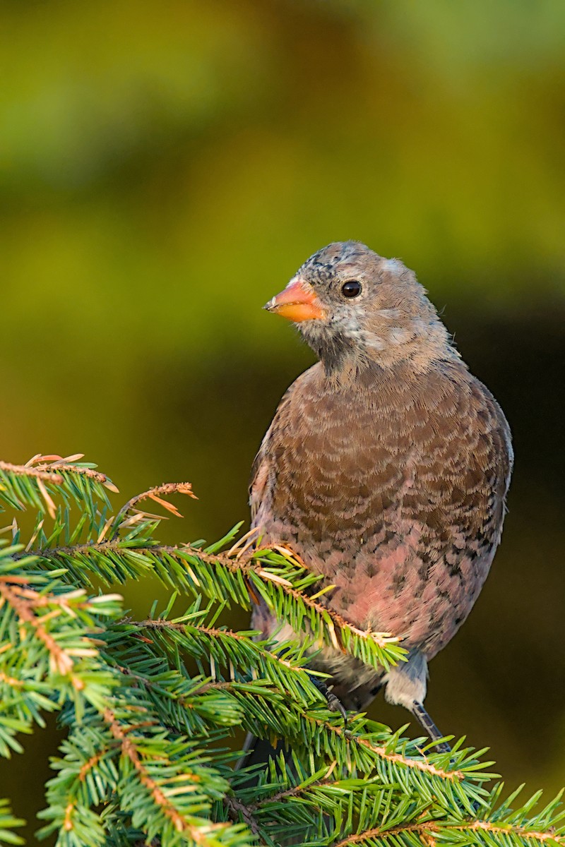 Gray-crowned Rosy-Finch (Aleutian and Kodiak Is.) - ML643971257