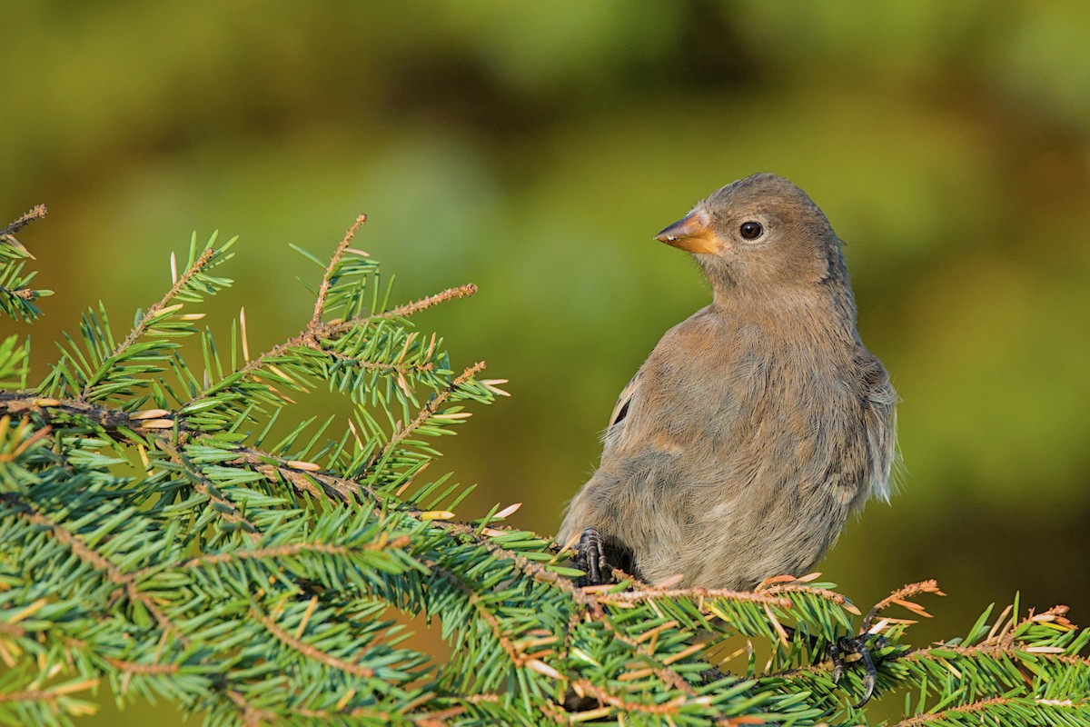 Gray-crowned Rosy-Finch (Aleutian and Kodiak Is.) - ML643971258