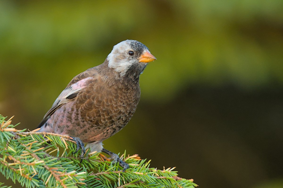 Gray-crowned Rosy-Finch (Aleutian and Kodiak Is.) - ML643971259