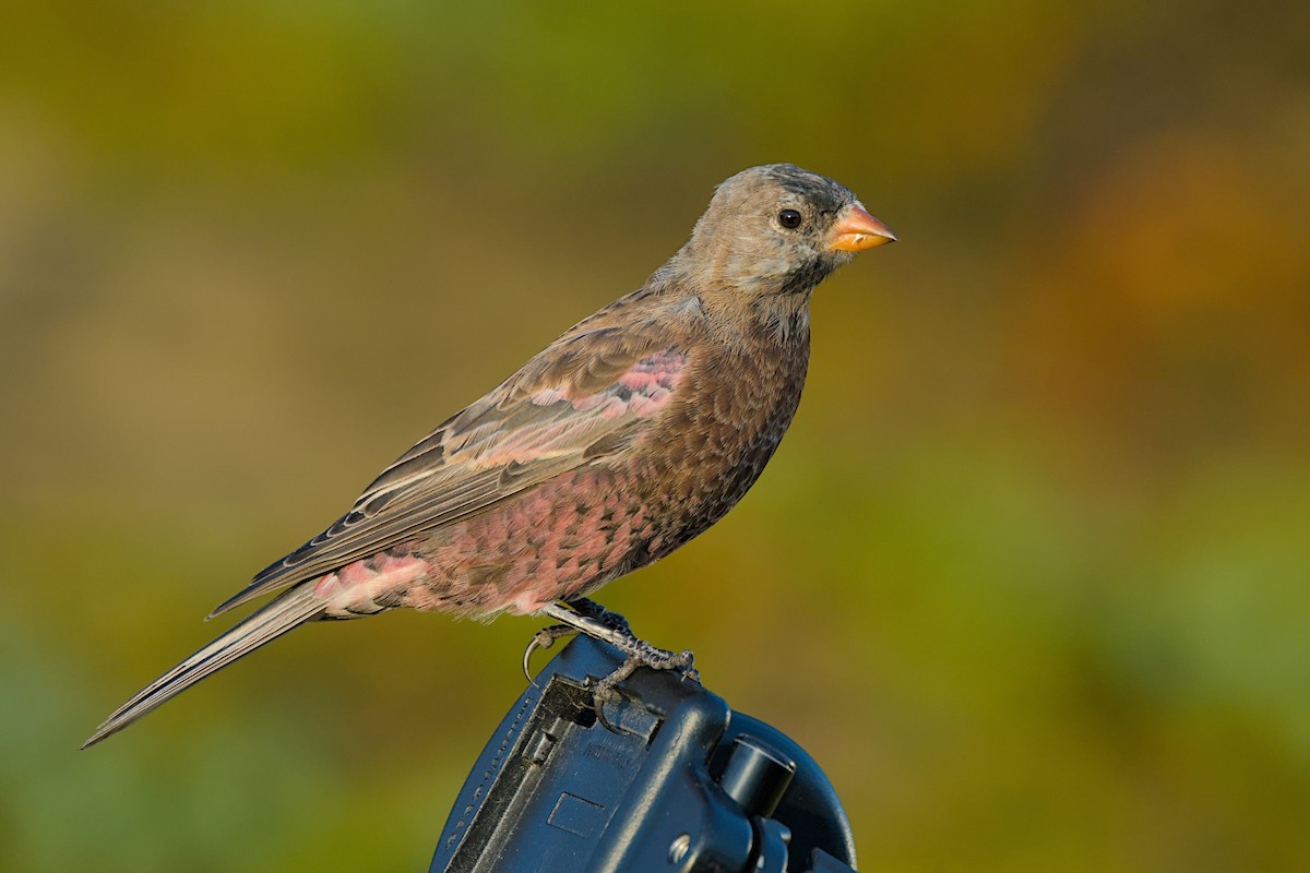 Gray-crowned Rosy-Finch (Aleutian and Kodiak Is.) - ML643971260